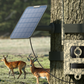Reolink Talon Pro 4K 4G LTE Game and Trail Camera with Live View & Starlight Night Vision tied to tree and charged by solar panel in a field with antelope