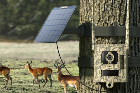 Reolink Talon Pro 4K 4G LTE Game and Trail Camera with Live View & Starlight Night Vision tied to tree and charged by solar panel in a field with antelope