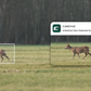 Reolink Talon Pro 4K 4G LTE Game and Trail Camera with Live View & Starlight Night Vision combue app demonstration capturing deer and sending notification to phone