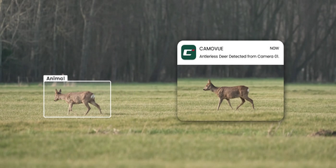 Reolink Talon Pro 4K 4G LTE Game and Trail Camera with Live View & Starlight Night Vision combue app demonstration capturing deer and sending notification to phone